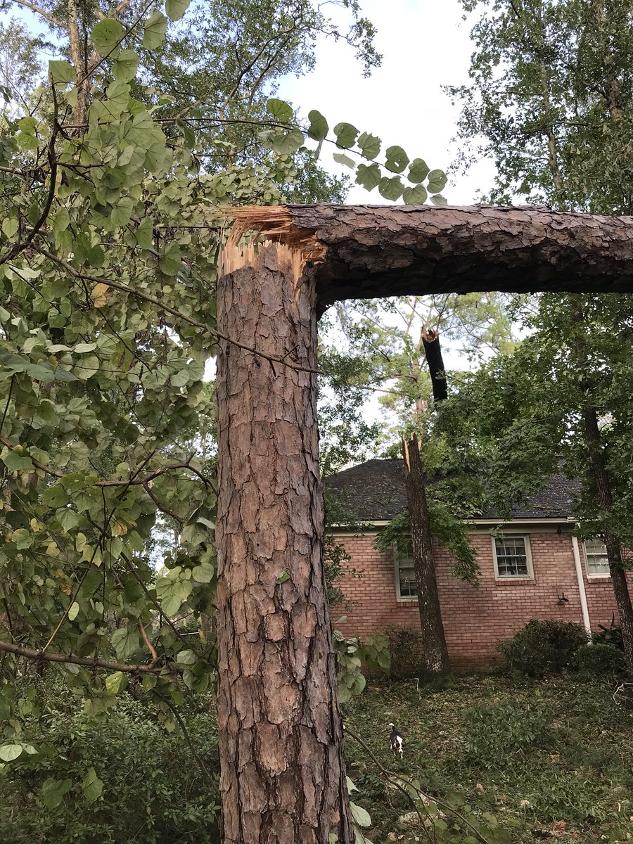 Trees down, power lines down, and widespread power outages in Albany, GA. Some of those trees ended up coming down on houses — some snapped like matchsticks, others were literally pulled out by their roots. 