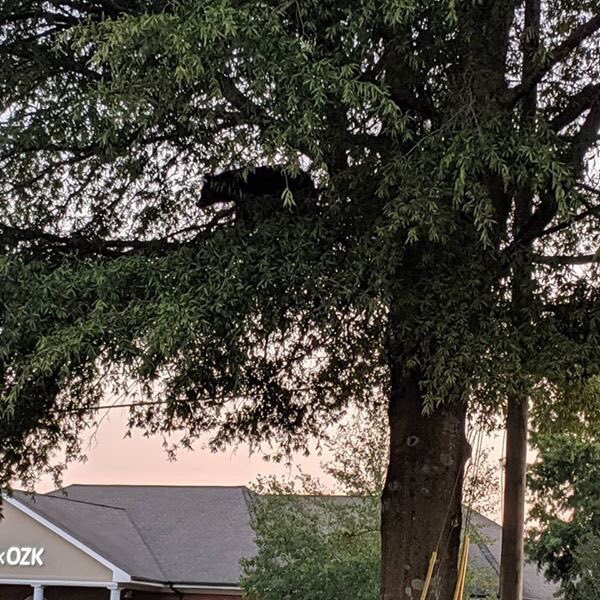 There's a bear in a tree on the edge of our parking lot.  12:30 in Cherokee County