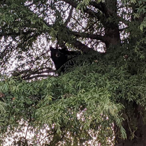 There's a bear in a tree on the edge of our parking lot.  12:30 in Cherokee County
